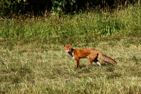 Vulpes vulpes