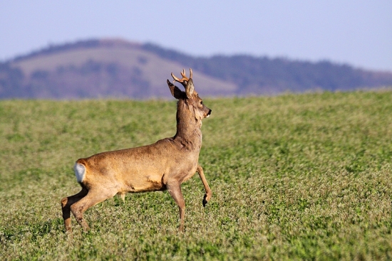 Srnec hôrny- Roe Deer