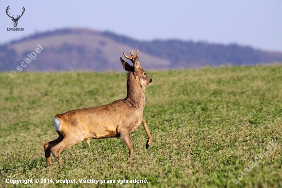 Srnec hôrny- Roe Deer