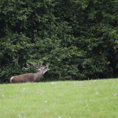 Tak sa aj mne za darilo konečne