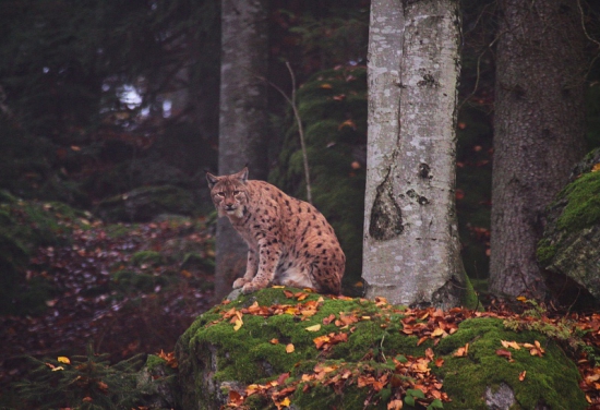 Rys- Lynx