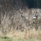 Hra na skývačku #2