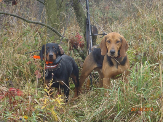 Srbský honič a Slovenský kopov