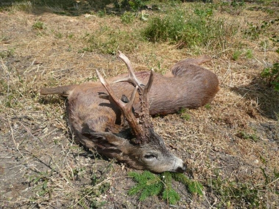 Lovu zdar 2008 ještě jedno foto