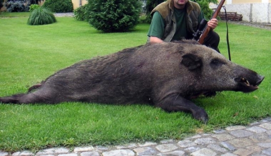 Lovu zdar 2008 / 170 kg / krokodýl