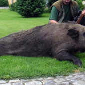 Lovu zdar 2008 / 170 kg / krokodýl