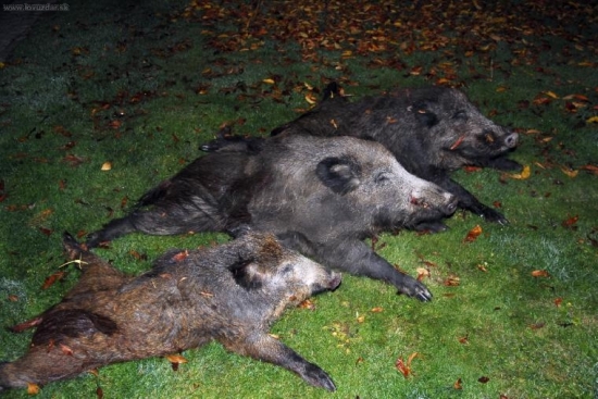 Lovu zdar 2008 / 300 m za domem v kukuřici /