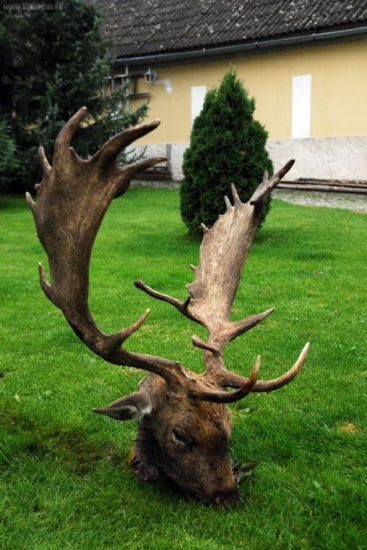 Lovu zdar 2008 / 221,6 CIC / bude v Lysé