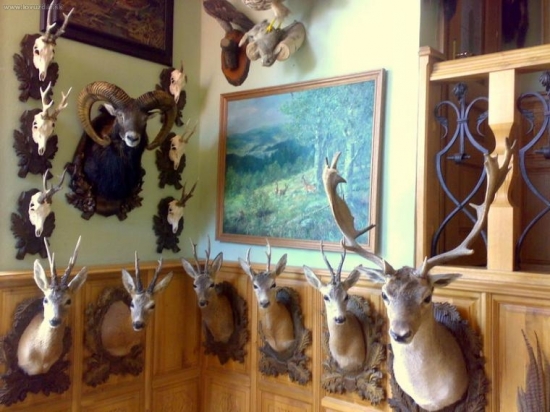 Přidal jsem muflona !!!!