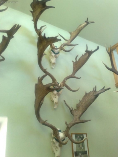 Moji zlatí kluci  / všichni nad 215 CIC /