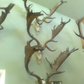 Moji zlatí kluci  / všichni nad 215 CIC /