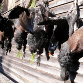 Lovu zdar / RUSKO  2010 /   II