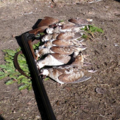 SLUKY  / RUSKO 2010 /