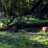 Jeleni Slovensko 2010  / LOVU ZDAR /