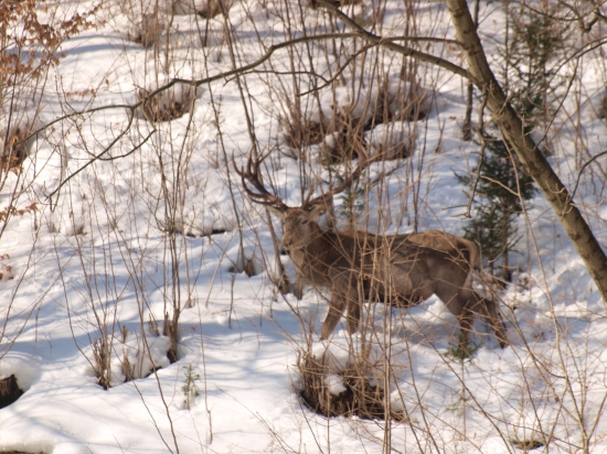 Krásavec vo februári..