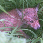 Líštička kmotrička..