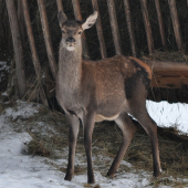 Mladý fešák pri krmelci..
