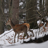 Dnes ráno na prechádzke..