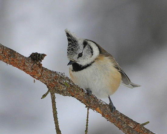 Sýkorka chochlatá..