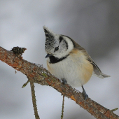 Sýkorka chochlatá..
