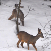 Ku krmelcu ďaleko..