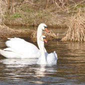 Labutia láska na Váhu..