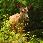 Vyplazil si ty jazyk, vyplazím ti aj ja..
