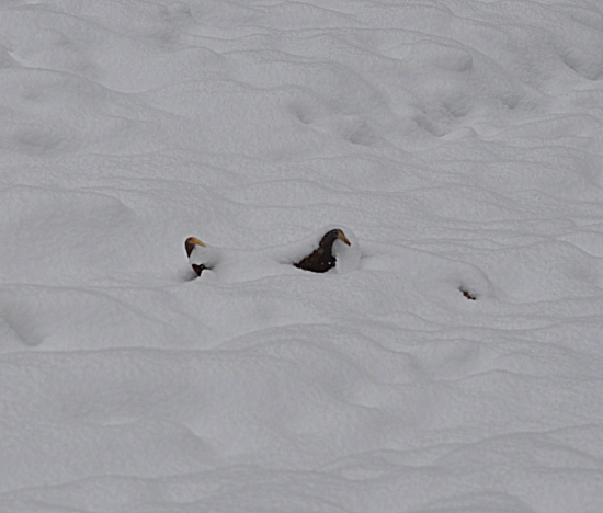 Keď srdce podskočí..