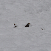 Keď srdce podskočí..