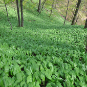 Medvedí cesnak.. :P