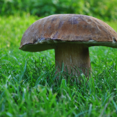 786 gramov ,,živej váhy,, :D
