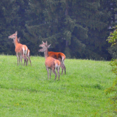 Liptovské baby.. :D