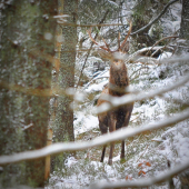 Mládenec medzi konármi..