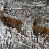 Doľava a doprava.. :D