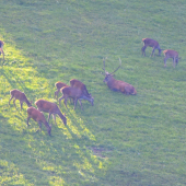 Ruja 2015