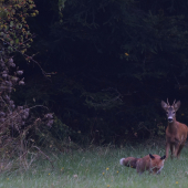 Keď Ťa chytím, tak ..