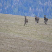 Už bežíme k TEBE..
