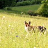 Slečna prefíkaná.. o.O