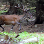 Veľkofatranský LYKÁČ..