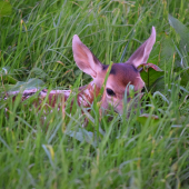 Bambi..