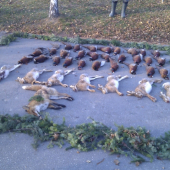 Sobotnajšia poľovačka na drobnú zver