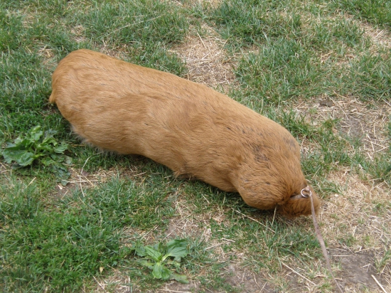 Výcviková pomôcka