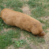 Výcviková pomôcka