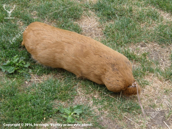 Výcviková pomôcka
