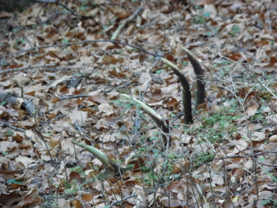 rok lezal ale ostal tam