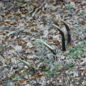 rok lezal ale ostal tam