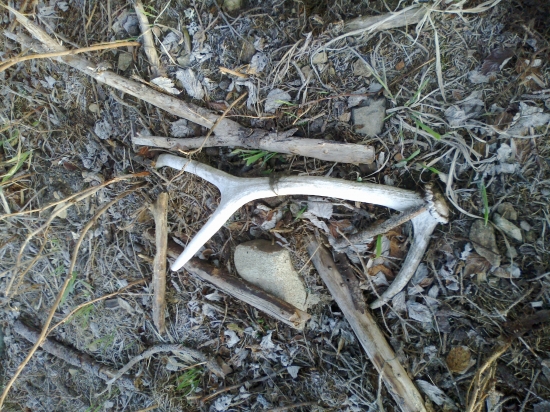 cakal na mna az zbledol