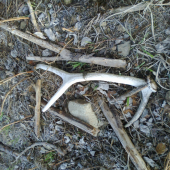 cakal na mna az zbledol