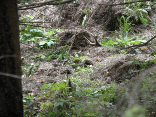 do pari a uz som ras okolo neho presiel