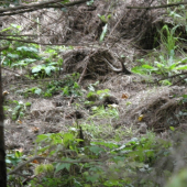 do pari a uz som ras okolo neho presiel